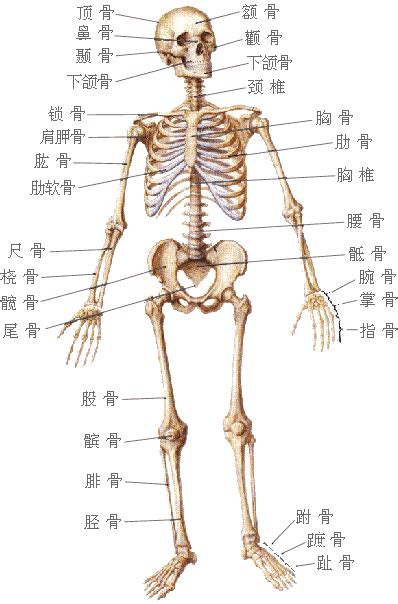 動物骨頭|骨頭(生物學術語):人體骨頭,生長方式,骨齡測定,起源與。